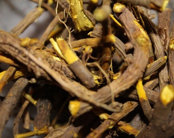 Yellow Root - Spring 2026 Appalachian Mountains Wild Harvest