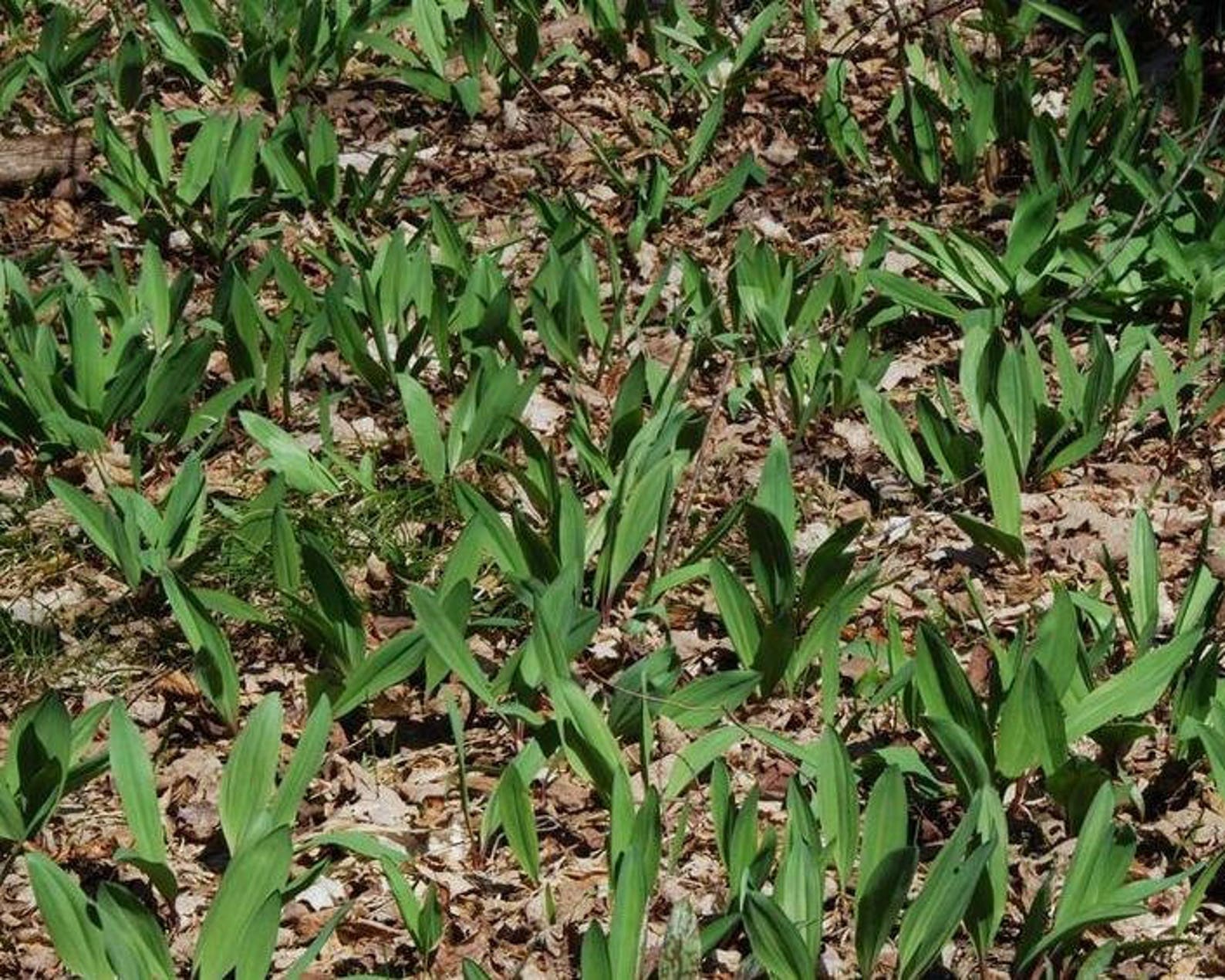 Wild Leek Seeds Ramp Native Seeds Wild Harvest Etsy