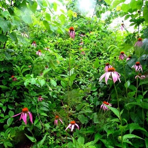 Op de afbeelding: Een weelderige groene bos sc&egrave;ne met roze zonnehoedbloemen die bloeien in het midden van de afbeelding. De bloemen worden omringd door groene bladeren en takken.
