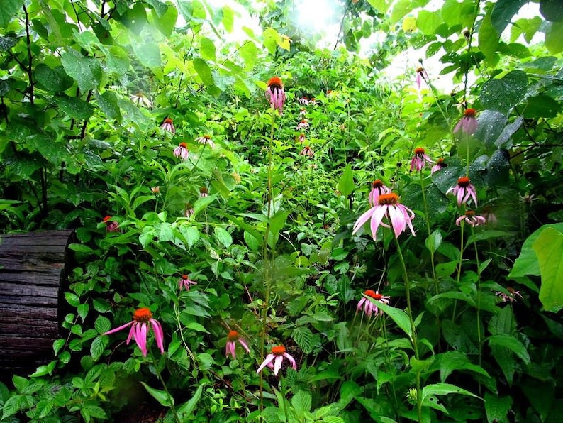 Op de afbeelding: Een weelderige groene bos sc&egrave;ne met roze zonnehoedbloemen die bloeien in het midden van de afbeelding. De bloemen worden omringd door groene bladeren en takken.