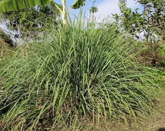 Lemongrass Seeds - Grow your own Herbs !