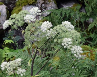 May include: A close-up of a white flowering plant with green leaves growing in a rocky, mossy area. The plant has multiple flower clusters and is surrounded by ferns.