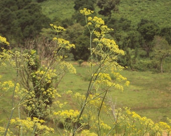 Fennel Seed - Grow your own Herbs!