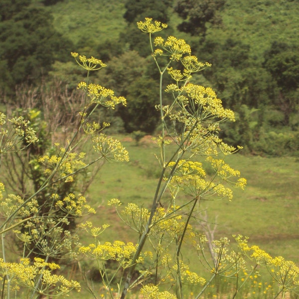 Fennel Seeds for planting - Grow your own Herbs! (Foeniculum vulgare)