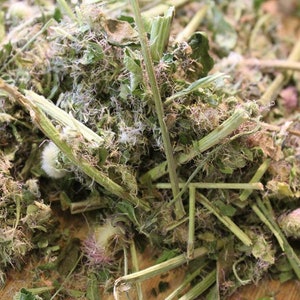 Daisy Herbal Tea - Fleabane, 2025 Wild Harvest from the Appalachian Mountains