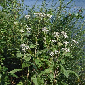 Boneset Seeds, Grow your own Organic Herbs