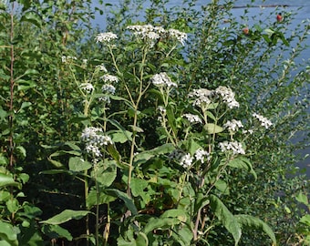 Boneset Seeds, Grow your own Organic Herbs