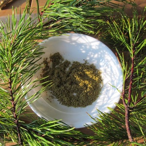 Pine Needle Tea Powder, Wild Harvested Daily! As FRESH as it gets!