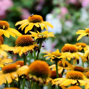 Yellow Coneflower Seeds - Wild Harvested Echinacea Seed, NON GMO, Ready to Plant