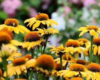 Yellow Coneflower Seeds - Wild Harvested Echinacea Seed, NON GMO, Ready to Plant