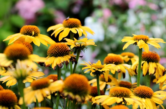 Yellow Coneflower Seeds - Wild Harvested Echinacea Seed, NON GMO, Ready to Plant