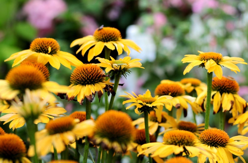 Yellow Coneflower Seeds - Wild Harvested Echinacea Seed, NON GMO, Ready to Plant image 1