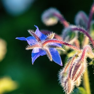 Borage Seeds - Grow your own Herbs !