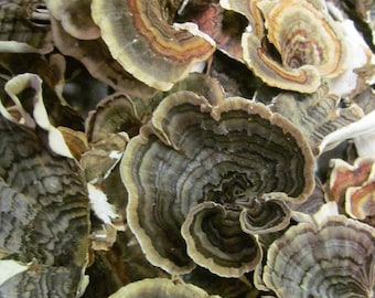 Turkey Tail Mushroom - Spring 2024 Wild Harvest from the Appalachian Mountains