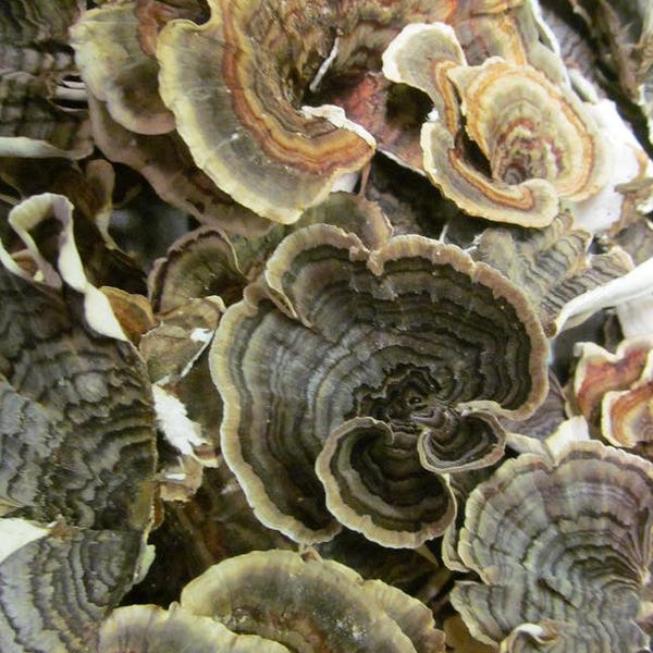 Turkey Tail Mushroom - Spring 2024 Wild Harvest from the Appalachian Mountains