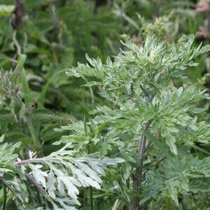 May include: A close-up of a green leafy plant with a light green hue. The plant has a tall stem and many leaves.