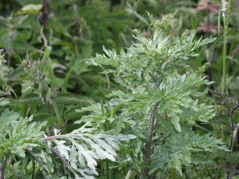 May include: A close-up of a green leafy plant with a light green hue. The plant has a tall stem and many leaves.