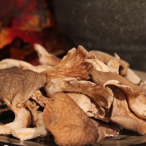 Oyster Mushrooms - Wild Harvested in the Appalachian Mountains