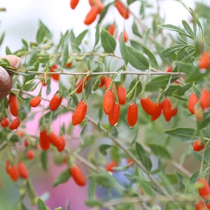 Goji Berry Seeds - Grow your own Fruit !