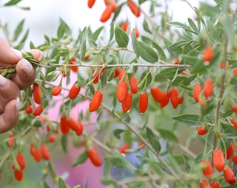 Red Fruiting Wolfberry Shrub Goji Berry In Tucson Arizona Stock Photo - Foto 10