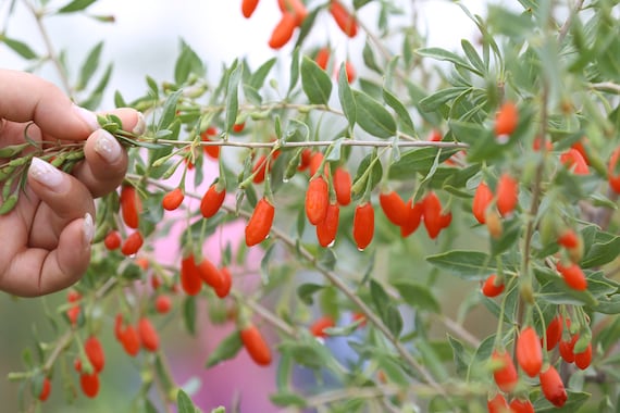 Goji Berry Seeds - Grow Your Own Fruit ! - Etsy