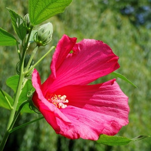 Hibiscus Seeds - Grow your own Herbs!