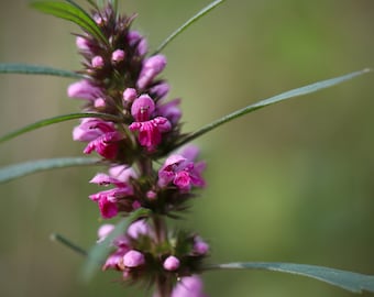 May include: A close-up of a pink flower with green leaves. The flower is in bloom and has a delicate, feminine appearance.