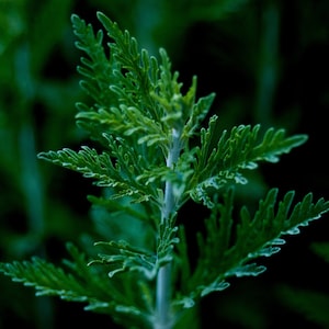 Mugwort Seeds - Grow your own Herbs!