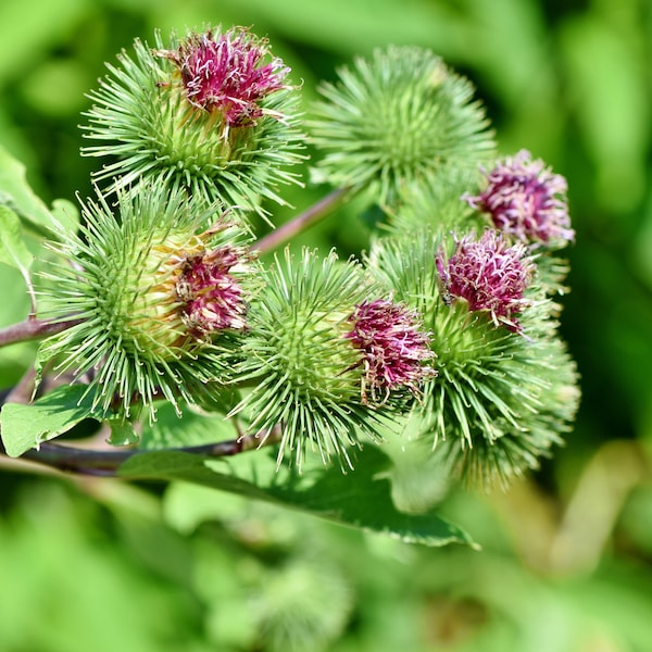 Burdock Seeds - Wild Harvested in the Appalachian Mountains, Grow your own Herbs!