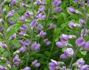 Skullcap Seeds - Wild Harvested