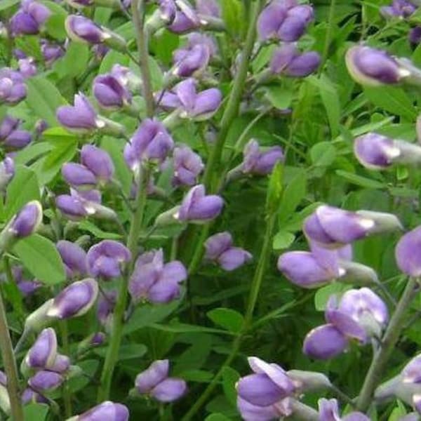 Skullcap Seeds - Wild Harvested