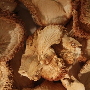 May include: Close-up of dried mushrooms with a light brown color and a textured surface. The mushrooms are arranged in a pile, showing their various shapes and sizes.