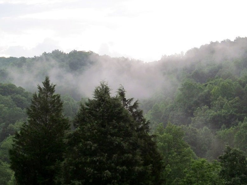 Op de afbeelding: Een mistige bossc&egrave;ne met hoge groenblijvende bomen op de voorgrond en een glooiende heuvel bedekt met mist op de achtergrond.