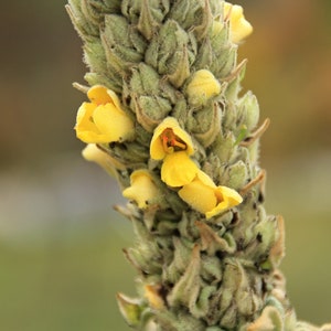Mullein Seeds - Grow your own Fresh Herbs !