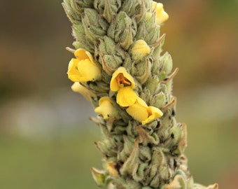 Mullein Seeds - Grow your own Fresh Herbs !