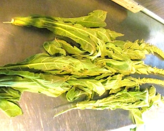 Mullein Herb - Wild Harvested in the Appalachian Mountains