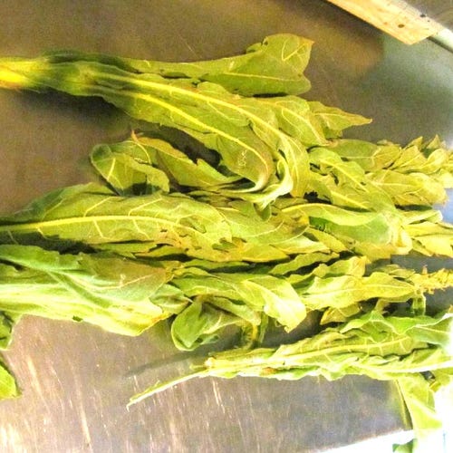 Mullein Herb - Wild Harvested in the Appalachian Mountains