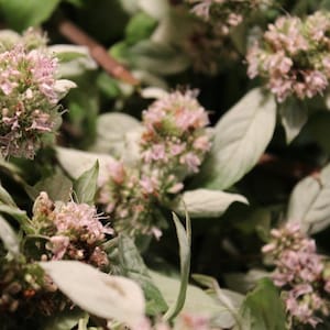 May include: Close-up of a cluster of pale pink flowers with small, delicate petals. The flowers are surrounded by green and silver-green leaves and stems. The image is a close-up of a plant, possibly a flowering herb.