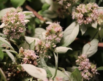 Wild Mint Herb - Wild Harvest from the Appalachian Mountains