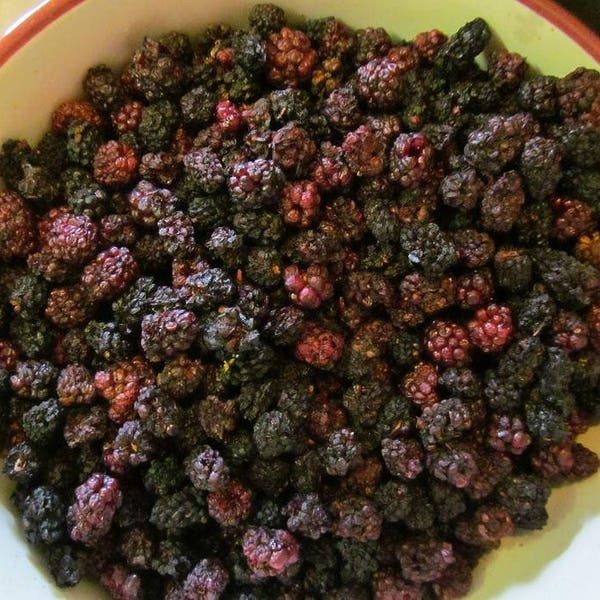 Dried Mulberries - Wild Harvested