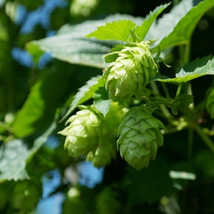 Hops Seeds - Grow your own Herbs