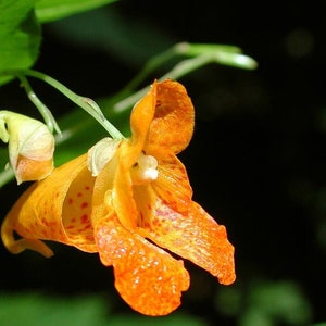 Jewelweed Seeds -  Wild Harvest from the Appalachian Mountains
