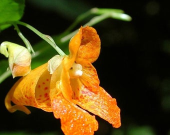 Jewelweed Seeds -  Wild Harvest from the Appalachian Mountains