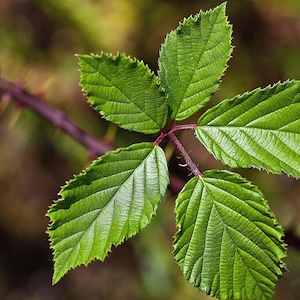 Blackberry Leaf Tea - Appalachian Mountains Wild Harvest