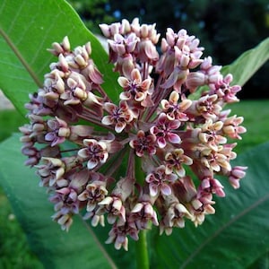 Milkweed Seed, 200 Native Seeds, Wild Harvest, Attract Monarch Butterflies