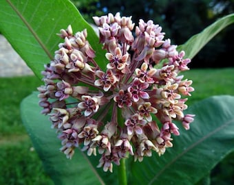 Milkweed Seed, 200 Native Seeds, Wild Harvest, Attract Monarch Butterflies