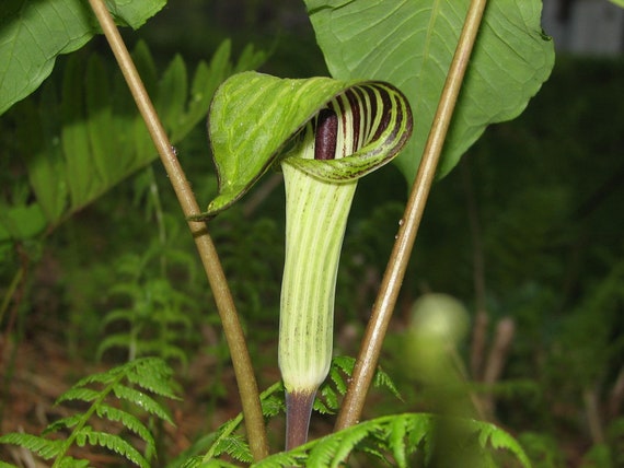 Jack in the Pulpit Seeds (Arisaema triphyllum)