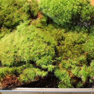 May include: A close-up of a tray filled with a variety of green moss. The moss is arranged in a random pattern and appears to be fresh and vibrant.