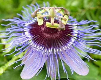 Purple Passion Flower Seeds, Grow your own Native Herbs