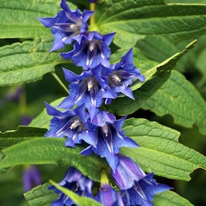 Skullcap Seeds - Wild Harvested